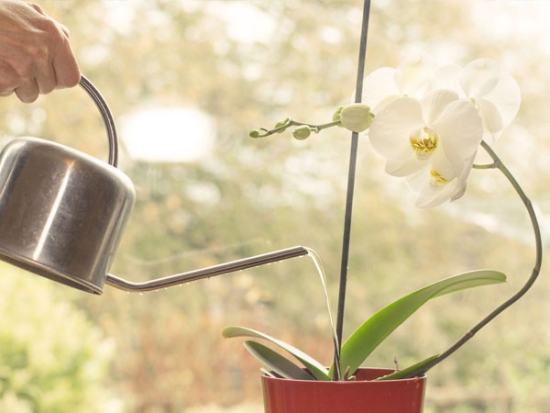 Orchideen düngen gießen richtig pflegen Grundregeln der orchideenpflege kennen