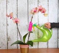 Orchideen düngen – clevere Tipps, wie Sie die Exotin richtig pflegen