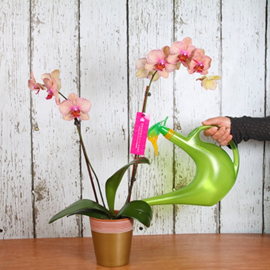 Orchideen düngen weniger Düngemittel nicht viel Gießwasser besser für die Pflanze