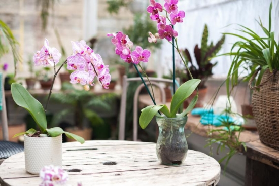 Orchideen düngen zwei Topforchideen auf einem Holztisch viele Zimmerpflanzen heller Standort
