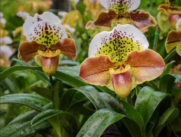 Orchideen in der Natur vermehren Vorgehensweise