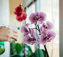 Orchideen selber vermehren: Das sollten Sie wissen!