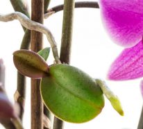 Orchideen selber vermehren: Das sollten Sie wissen!