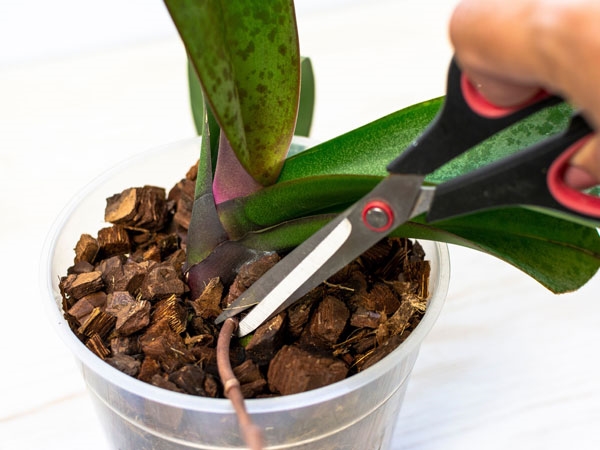 Orchideen richtig pflegen und vermehren Tipps Kindel