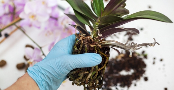 Orchideen richtig pflegen und vermehren Tipps und Methoden