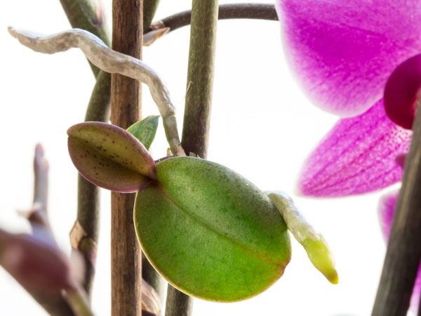Orchideen richtig pflegen und vermehren Tipps