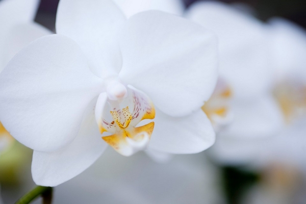 Orchideen richtig pflegen und vermehren verschiedene Methoden