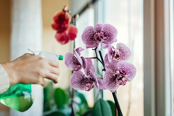 Orchideen richtig pflegen und vermehren