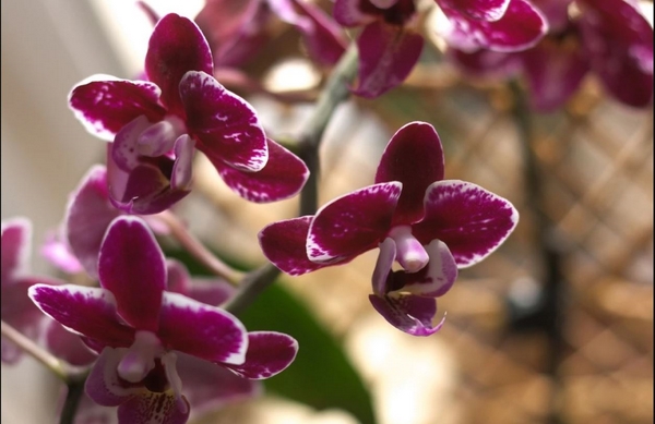 Orchideen zu Hause richtig vermehren Tipps