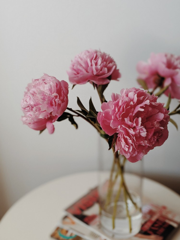Pfingstrosen in der Vase rosa Blüten etwas verwelkt wenig Wasser kurze Blütezeit im Garten
