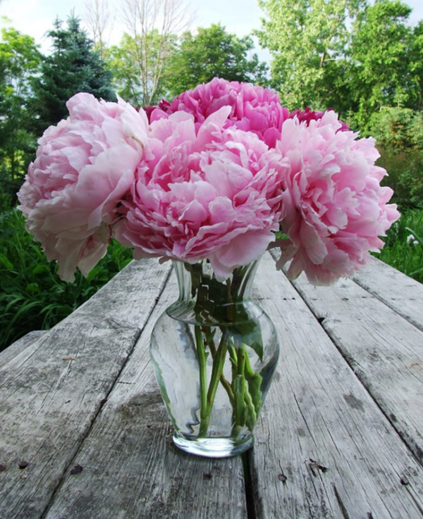 Pfingstrosen in der Vase rosa Blüten im Glasgefäß auf einem Holztisch im Garten schöner Schmuck für Gartenparty