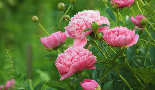 Pfingstrosen in der Vase rosa Päonien im Garten ein mehrjähriger Strauch kurze Blütezeit einmal im Jahr im Juni