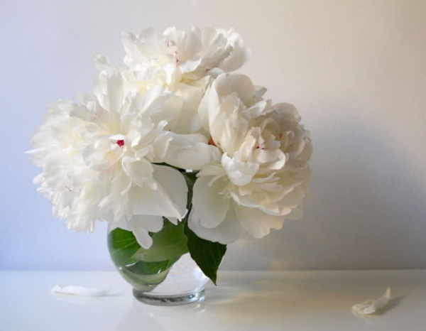 Pfingstrosen in der Vase weiße Blüten kurze Stiele in einer rundlichen Vase aus Glas viel natürlicher Charme
