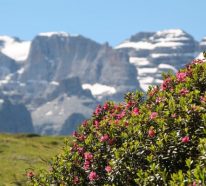 Rhododendron düngen – Pflegetipps für üppige Blütenpracht