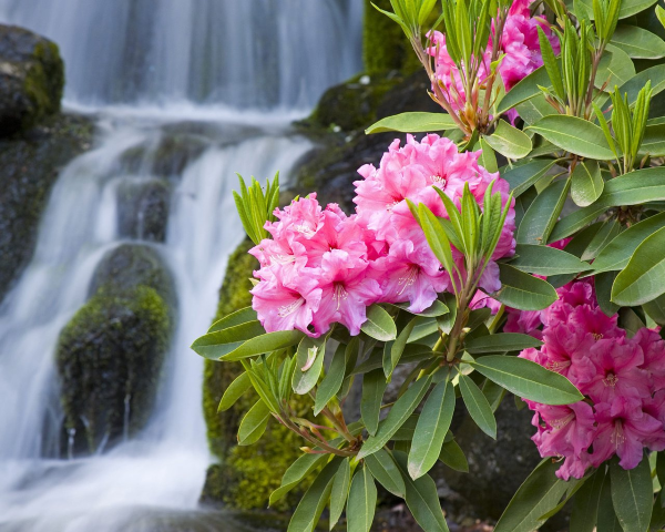 Rhododendron duengen – Pflegetipps fuer ueppige Bluetenpracht azalee im regenwald natur