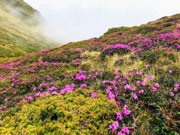 Rhododendron duengen – Pflegetipps fuer ueppige Bluetenpracht azaleen in der natur alpen