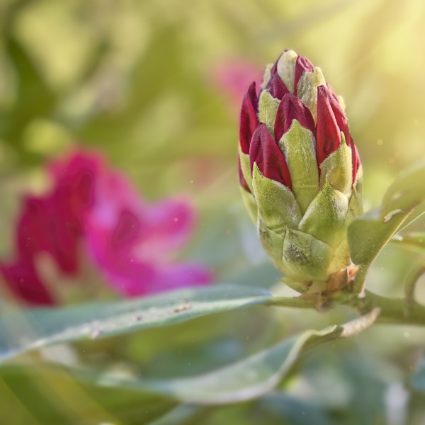 Rhododendron duengen – Pflegetipps fuer ueppige Bluetenpracht blume knospe azalee lila rot