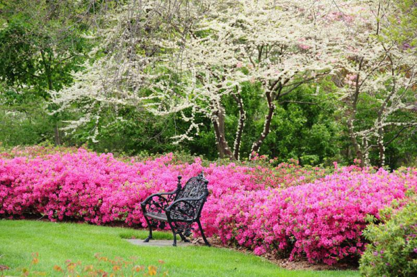 Rhododendron duengen – Pflegetipps fuer ueppige Bluetenpracht garten mit sitzbank und rosa azaleen