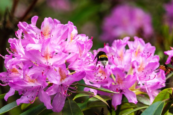 Rhododendron duengen – Pflegetipps fuer ueppige Bluetenpracht lila schoene azalee mit biene