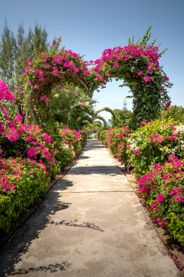 Rhododendron duengen – Pflegetipps fuer ueppige Bluetenpracht romantischer garten blumen