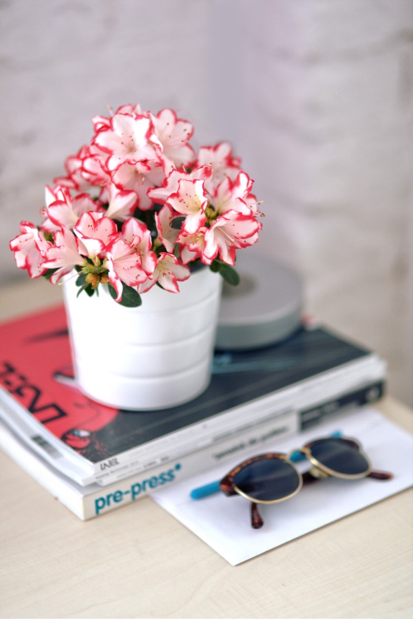 Rhododendron duengen – Pflegetipps fuer ueppige Bluetenpracht schnittblumen azaleen vase