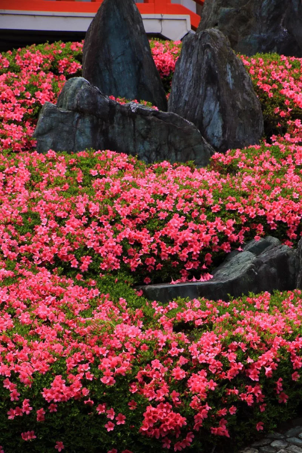 Rhododendron duengen – Pflegetipps fuer ueppige Bluetenpracht steingarten nach japanischer art