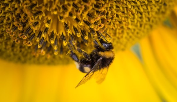 Sonnenblumen saeen und pflegen – Tipps rund um die Aussaat biene freundlicher garten nektar