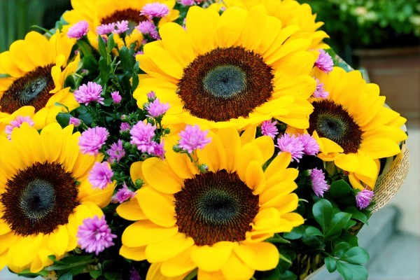 Sonnenblumen saeen und pflegen – Tipps rund um die Aussaat elegante blumen arrangements ideen