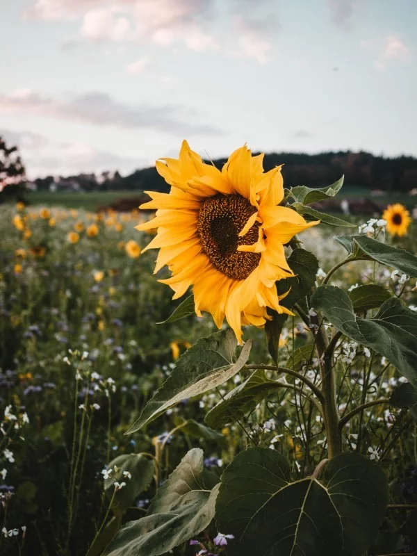 Sonnenblumen saeen und pflegen – Tipps rund um die Aussaat feld mit riesenblumen schoen