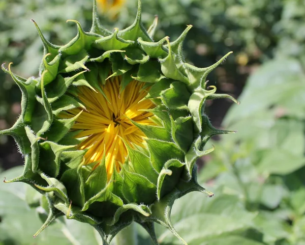 Sonnenblumen saeen und pflegen – Tipps rund um die Aussaat knospe vor der bluete