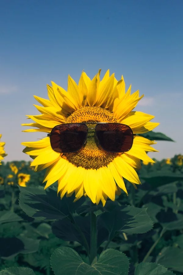 Sonnenblumen saeen und pflegen – Tipps rund um die Aussaat lustige sonnen blume sonnenbrille