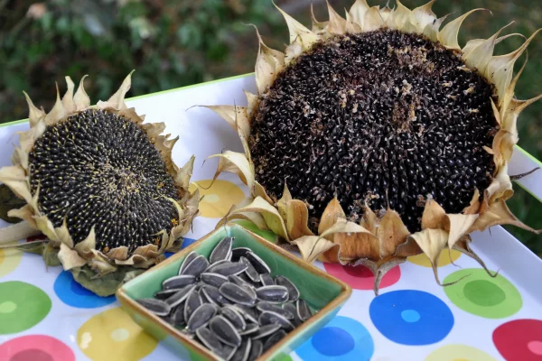 Sonnenblumen saeen und pflegen – Tipps rund um die Aussaat samen sammeln von helianthus annuus