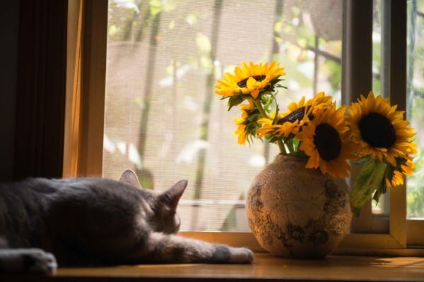 Sonnenblumen saeen und pflegen – Tipps rund um die Aussaat schnittblumen wohnzimmer fensterbank