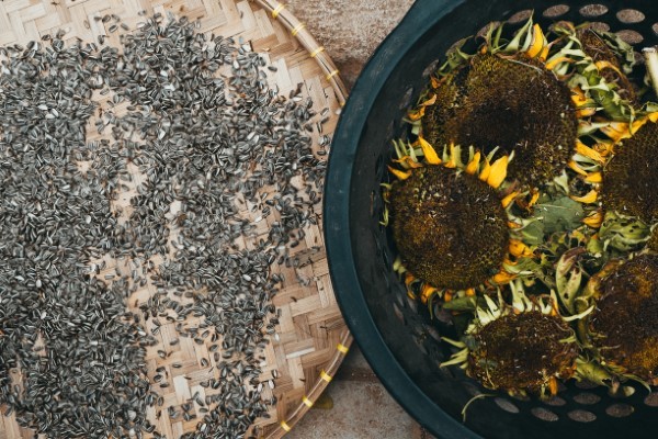Sonnenblumen saeen und pflegen – Tipps rund um die Aussaat sonnenblume aus dem eigenen garten ernten