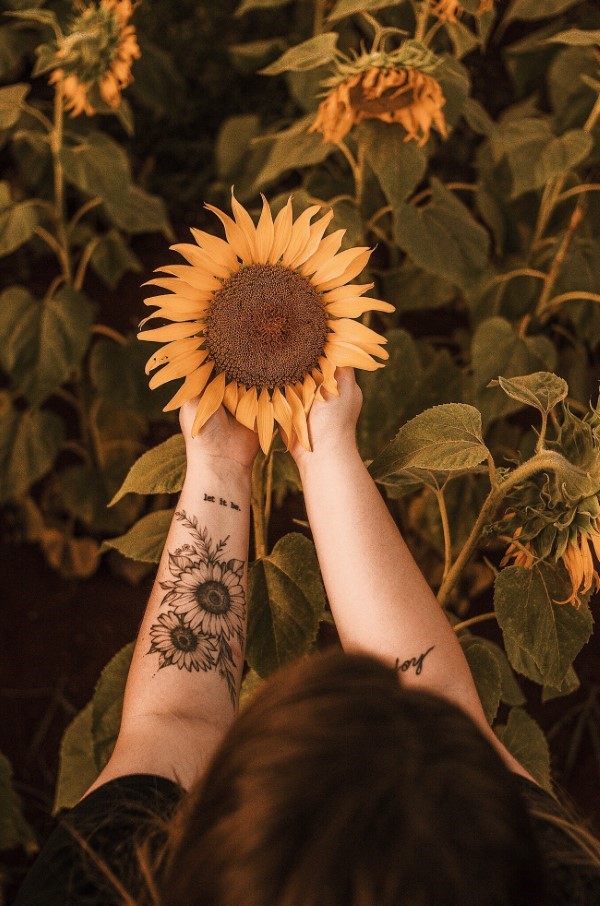 Sonnenblumen saeen und pflegen – Tipps rund um die Aussaat sonnenblume symbol des sommers