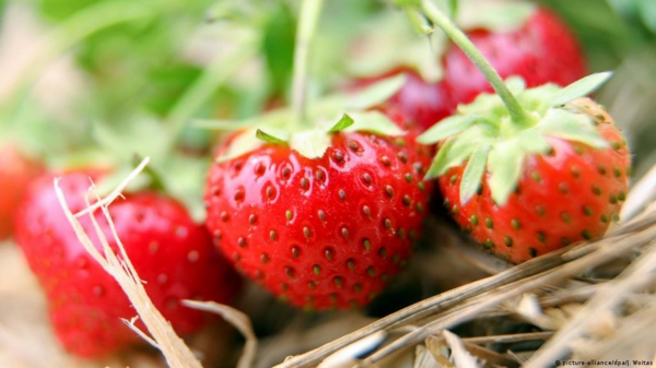 Spargelsalat mit Erdbeeren spargel gesundmit spinat frische erdbeeren