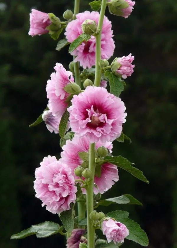 Stockrosen Aussaat tolle Ideen fuer Blumen in Rosa