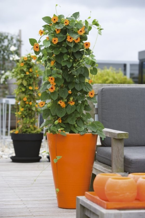 Thunbergia alata richtig pflegen – Tipps rund um die Schwarzaeugige Susanne kletterpflanze exotisch im topf balkon