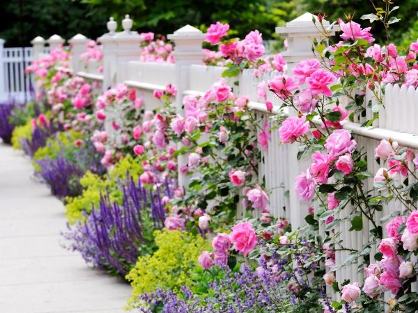 Tolle Tipps im Garten - weisser Zaun mit Blumen