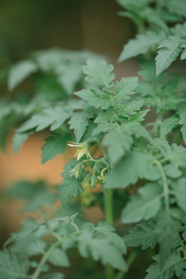 Tomaten vorziehen – Schritt fuer Schritt Anleitung fuer gesunde Tomatenpflanzen garten mit gemuese und obst gesund