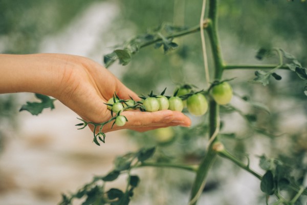 Tomaten vorziehen – Schritt fuer Schritt Anleitung fuer gesunde Tomatenpflanzen junge gruene tomaten