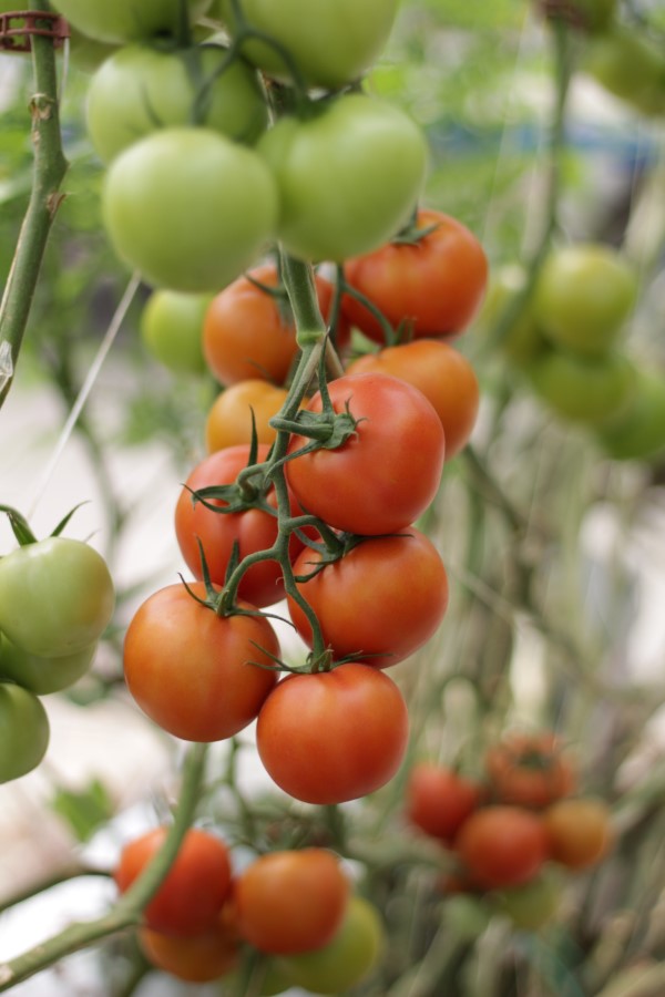 Tomaten vorziehen – Schritt fuer Schritt Anleitung fuer gesunde Tomatenpflanzen rote und gruene tomaten gemuese