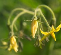 Tomaten vorziehen – Schritt für Schritt Anleitung für gesunde Tomatenpflanzen