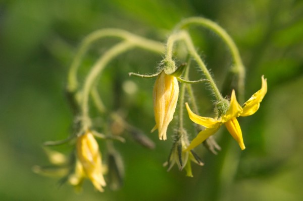 Tomaten vorziehen – Schritt fuer Schritt Anleitung fuer gesunde Tomatenpflanzen tomaten bluete gelb