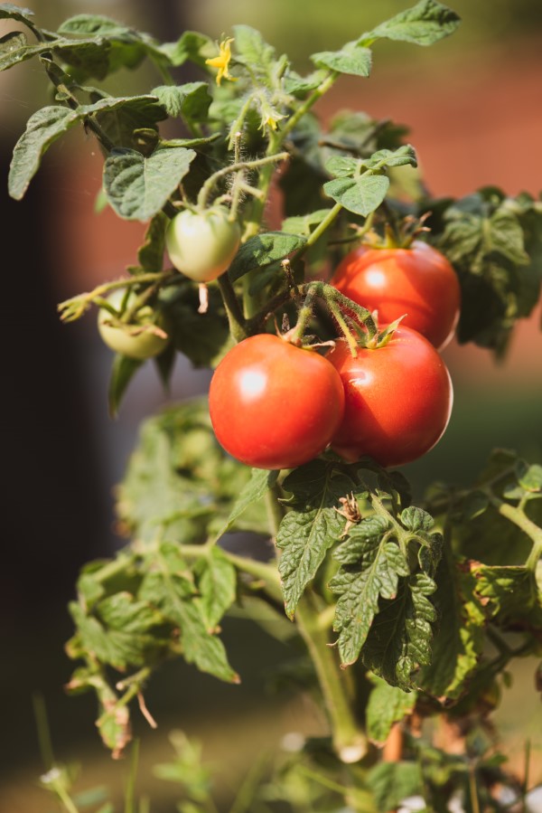Tomaten vorziehen – Schritt fuer Schritt Anleitung fuer gesunde Tomatenpflanzen tomaten pflanzen gemuesegarten