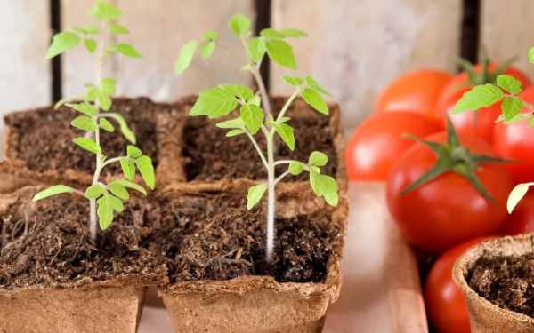 Tomaten vorziehen – Schritt fuer Schritt Anleitung fuer gesunde Tomatenpflanzen tomaten richtig pflegen