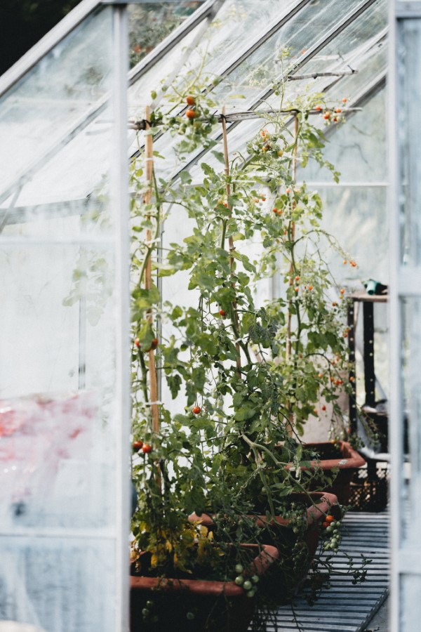 Tomaten vorziehen – Schritt fuer Schritt Anleitung fuer gesunde Tomatenpflanzen tomatenhaus gewaechshaus gemuese