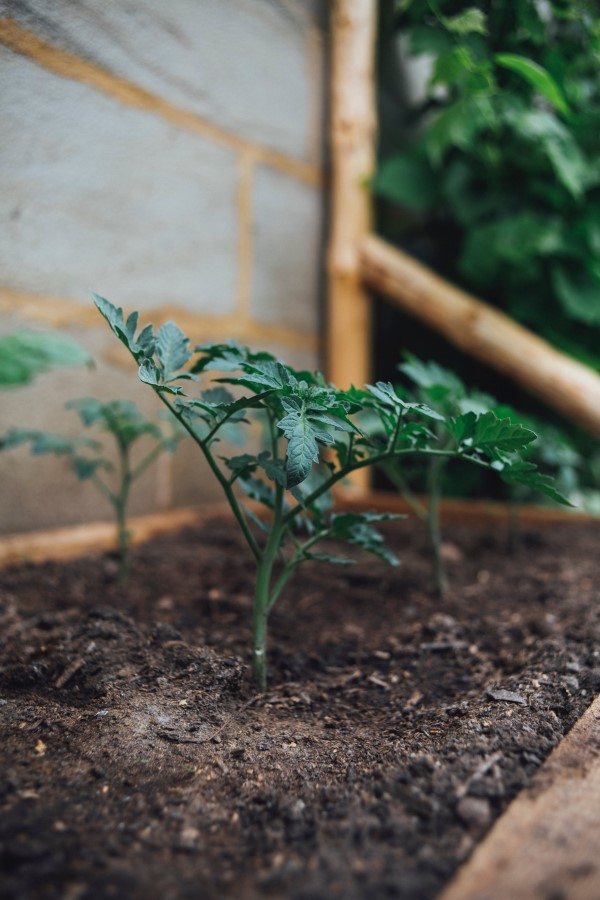 Tomaten vorziehen – Schritt fuer Schritt Anleitung fuer gesunde Tomatenpflanzen tomatenhaus jungpflanzen gruen gesund