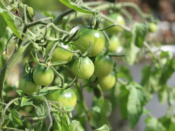 Tomaten vorziehen – Schritt fuer Schritt Anleitung fuer gesunde Tomatenpflanzen unreife tomaten gruen