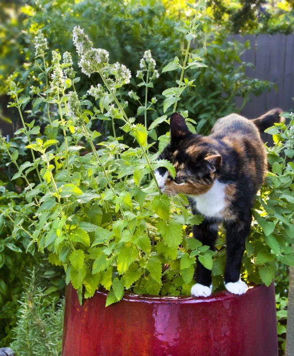 Welche Pflanzen moegen Schnecken nicht Natuerliche Abwehrmittel im Garten katzenminze im garten gesund